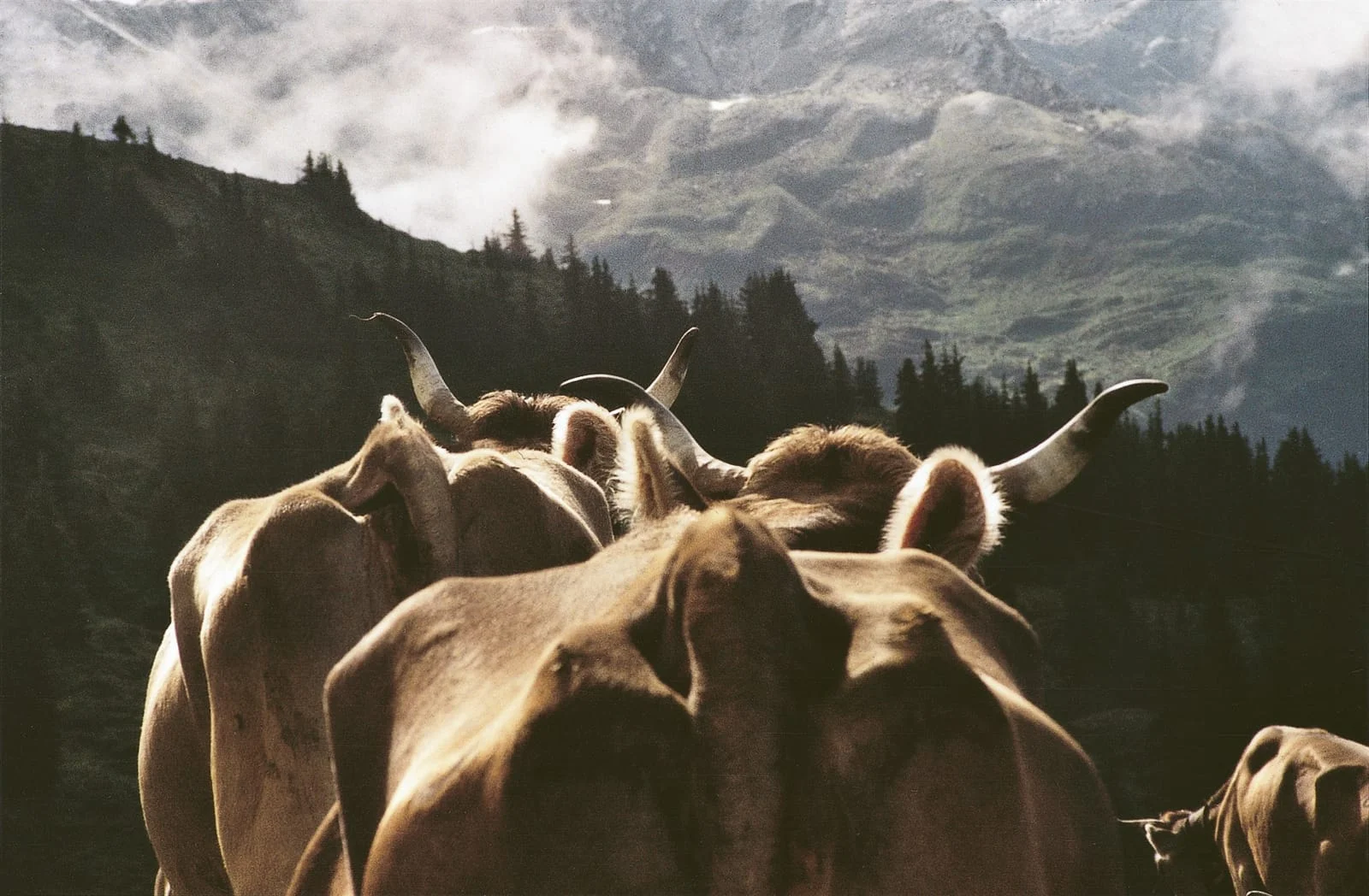 Foto Kühe von Martin Bienerth